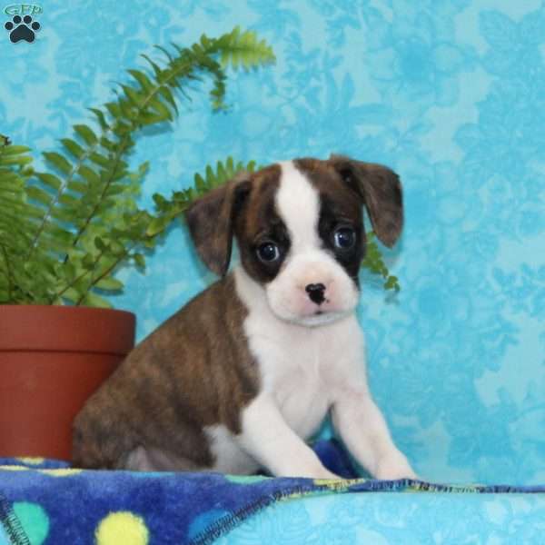 Bingo, Boston Terrier Mix Puppy